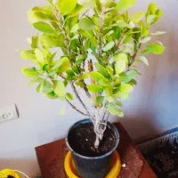 فروش زاموفیلیا ی سبز   با۱۰%تخفیف|گل و گیاه طبیعی|سرپل ذهاب, |دیوار