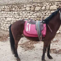 اسب نر جوان یورقه