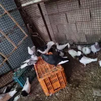 کفتر|پرنده|آبیک, |دیوار