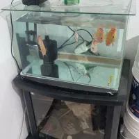 اکواریوم با میز و ماهی دیسکس