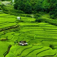 فروش زمین سنددار در دشت علی آباد