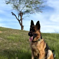 واگذاری سگ ژرمن|سگ|مسجد سلیمان, |دیوار