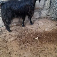 ۲ بز ماده و۱ بز نر ابستن