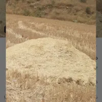 کاه گندم شباب