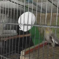 جوجه عروس هلندی|پرنده|بناب, |دیوار