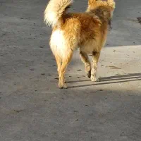 سگ ۱ ساله مخصوص گله معاوضه با یک عدد مرغ یا خروس