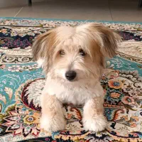 سگ شیتزو ۶ ماهه|سگ|شیراز, شهرک رضوان|دیوار