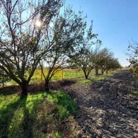 باغ-فروشی-در-بر-اصلی-جاده-گرگان-و-کردکوی