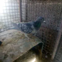 تعدادی کبوتر فروشی|پرنده|مود, |دیوار