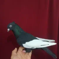 قرعه کشی کفتر