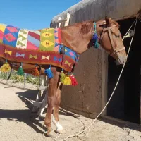 فروش کره اسب دره شور بیست ماهه|حیوانات مزرعه|کاغذکنان, |دیوار