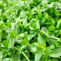 محصولات محلی و سالم