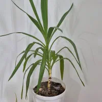 چندتا گل طبیعی|گل و گیاه طبیعی|اراک, |دیوار