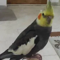 عروس هلندی گم شده در جولان