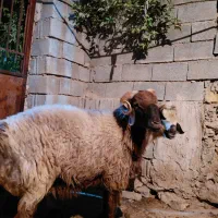 قوچ ترکی چینی