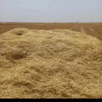 ۱۷باک کاه گندم دیم