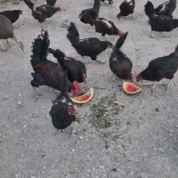 مرغ و خروس محلی سیاه.