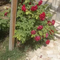 اجاره کوتاه مدت ویلا نیاسر|اجارهٔ کوتاه‌مدت ویلا و باغ|کاشان, الغدیر|دیوار