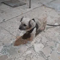 توله مودب و اجتماعی وحرف گوش کن