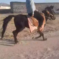 اسب کره یورقه