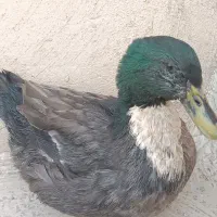اردک  تزئینی و ارگانیک|حیوانات مزرعه|تهران, سجاد|دیوار