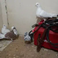 کبوتربگرد|پرنده|کرمانشاه, |دیوار