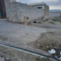 سگ سرابی سه ساله|سگ|ورزقان, |دیوار