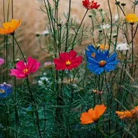 نیروی مسلط به نرم افزار ایلاستریتور