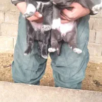 توله قدرجونی