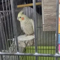 دوجفت مولد|پرنده|ری, شهادت|دیوار