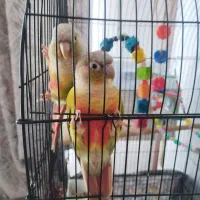 گیرینچیک جفت مولد