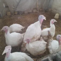 بقلمون بیوتی گوشتی