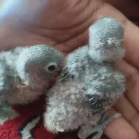 کوتوله برزیلی|پرنده|مبارکه, |دیوار