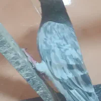 کبوتر کفتر نقشو پرش(بار جدید دولاب داخل فیلم)|پرنده|فردیس, ثابتی|دیوار