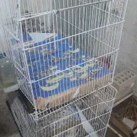 قفس پرنده