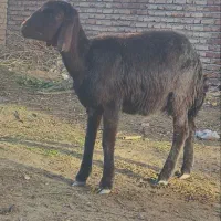 گوسفند قره قزل بهترین جنس