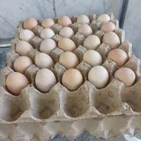تخم مرغ ولایتی تازه الان