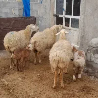 ۲ عدد شیشک  بره‌دار قیمت ۶۷ میلیون