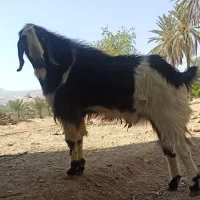 پازن سرحال جوان هیکل فیت|حیوانات مزرعه|جم, |دیوار