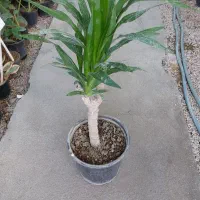 گلخونه نبش صیاد شیرازی ۲ نرسیده به بیمارستان ارتش|گل و گیاه طبیعی|بجنورد, |دیوار