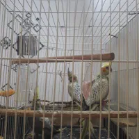 عروس هلندی مرواریدی-گلباقالی