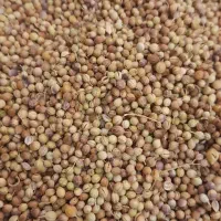 قوتو اصل ،قاووت|خوردنی و آشامیدنی|مشهد, حجت|دیوار