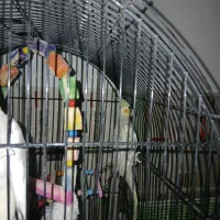 عروس هلندی