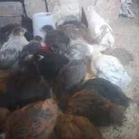 جوجه  محلی