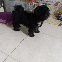 سگ توله اپارتمانی