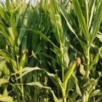 زمین کشاورزی