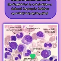 تدریس خصوصی هماتولوژی عملی با میکروسکوپ در منزل|خدمات آموزشی|شیراز, تاچارا|دیوار