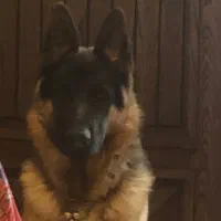 سگ ژرمن شولاین نر شناسنامه دار عالی|سگ|اصفهان, آبشار|دیوار