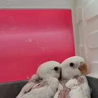 طوطی برزیلی سرلاکی