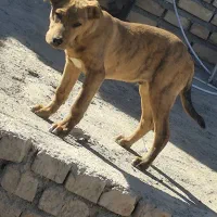 سگ پیتبول نژاد خوب ۲ماه هست با تغذیه سالم|سگ|نیشابور, گنبد سبز|دیوار